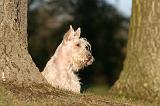 SCOTTISH TERRIER 192
